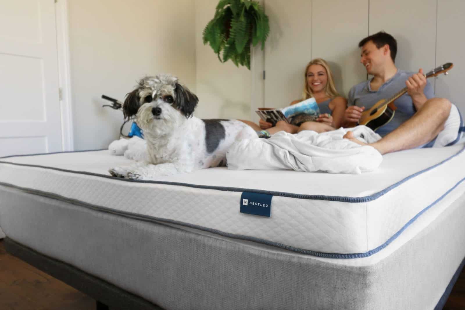 A happy couple enjoying their day on a Nestled organic latex mattress topper with their puppy.