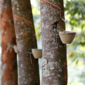 Harvesting latex from rubber trees to make natural and organic latex.