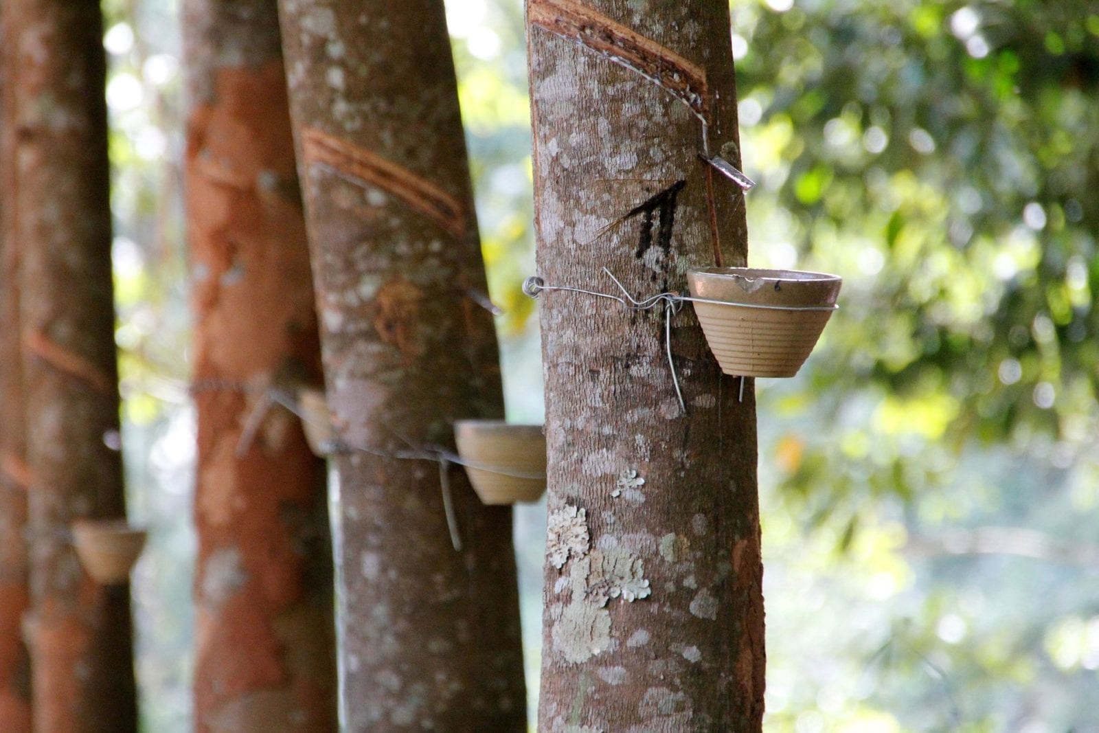 Cultivating Rubber Trees for Natural Latex - Tree Plantation