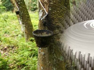 Rubbertrees with an overlay of rendered latex being poured.