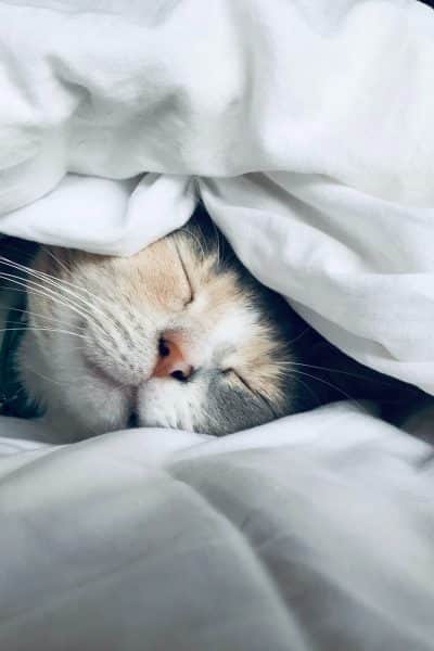 A kitten sleeps on a bed under a white blanket.