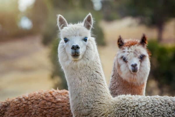 Two alpacas stare at a camera while showing off their impressive coats